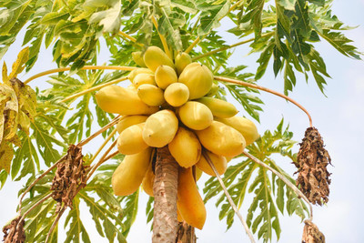 DEYS AGRO ™ 786 TAIWAN red lady papaya seeds, papaya seeds hybrid, best sweet papaya seeds Seed(74 per packet)