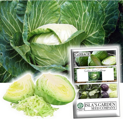WILLVINE HAR -II Golden Acre Cabbage Seeds [2.5g] Seed(750 per packet)