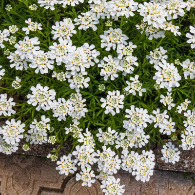 CEZIUS Purity Dwarf Candytuft (Iberis) Seed(60 per packet)