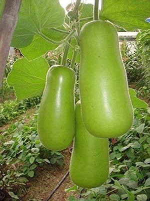 VibeX TLX-92 - Green Long Club Bottle Gourd - (100 Seeds) Seed(100 per packet)