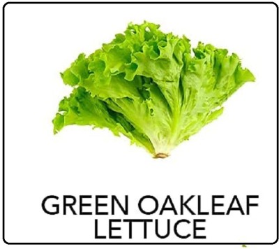 CYBEXIS Oakleaf Lettuce-500 Seeds Seed(500 per packet)