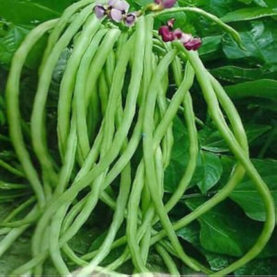 AloGardening Snake Bean Seed(70 per packet)