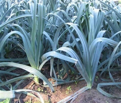 WILLVINE VMR -XIII Giant Musselburgh Leek Seeds [25g] Seed(15000 per packet)