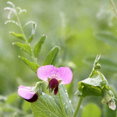 Qualtivate PUAS-8A Austrian Field Pea Seeds Seed(200 per packet)