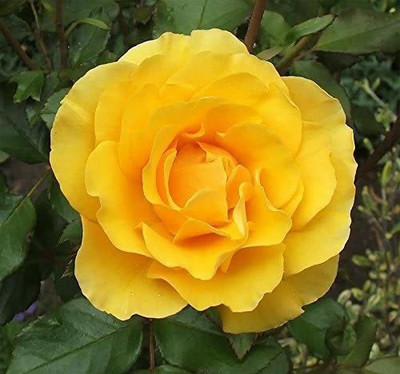 CYBEXIS VVI-4 - Yellow Rose Easy to Grow - (100 Seeds) Seed(100 per packet)