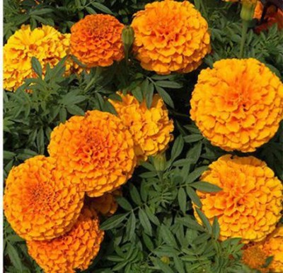 Quentova African गेंदे का फूल / Organic Garden Marigold Orange-PAUS-4J Seed(150 per packet)