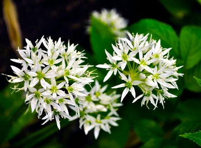 WILLVINE NKR -XIII Wild Garlic Wild Onion [100g] Seed(300 per packet)