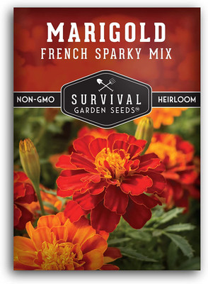 CYBEXIS LX-64 - French Sparky Marigold - (2250 Seeds) Seed(2250 per packet)
