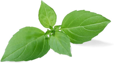 VibeX ® LXI-4 Basil Lime Garden Herb Seed(1000 per packet)