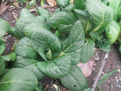 WILLVINE KGF -XII Japanese Napa Cabbage [1g] Seed(300 per packet)