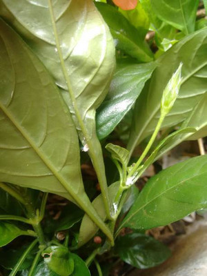 BrijBooti kanakambaram-firecracker-crossandra Seed(12 per packet)