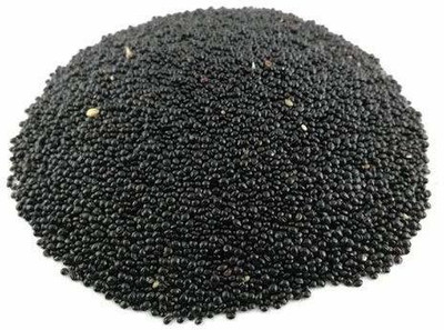 WILLVINE LX-587 Spinach Red (Amaranthus) Lal Saag Cheera Seed(500 per packet)