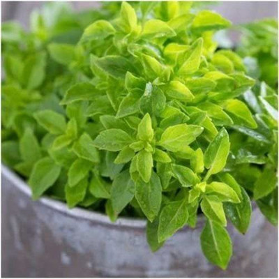 WILLVINE NDIR-26 Spicy Globe Basil Seeds Seed(1000 per packet)