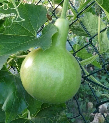 Avysa Gol Ghiya Bottle Gourd Seeds Seed(40 per packet)