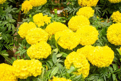 BALCONYPLANTX marigold/gende ka phool flower seeds Seed(75 per packet)