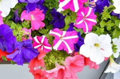 Mozette Exotic petunia ultra star Seed(35 per packet)
