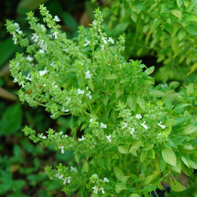 VibeX ® VMR-11 Dwarf Greek Basil Seed(1000 per packet)
