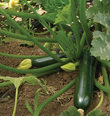 CYBEXIS PUAS-94 - Black Beauty Zucchini - (75 Seeds) Seed(75 per packet)