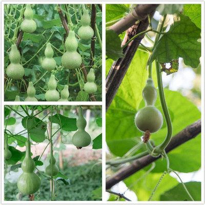 VibeX XLR-91 - Smallfruit Bottle Gourd Vegetable - (900 Seeds) Seed(900 per packet)