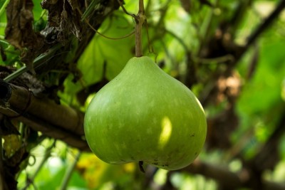 BSARKAR round bottle gourd seed Seed(20 per packet)