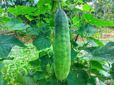 AFARTIOBINA 64 PCS CUCUMBER SEEDS Seed(64 per packet)
