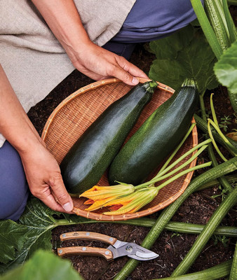 Biosnyg F1 Hybrid Black Beauty Zucchini Seeds For Kitchen Gardening - (100 Seeds) Seed(10 per packet)