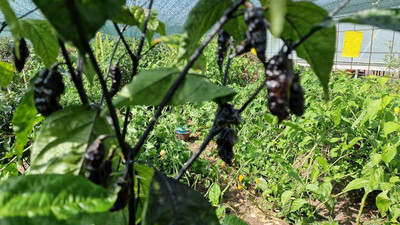 Biosnyg Heirloom Black Phantom Orange Chilli Seeds For Gardening-(2000 Seeds) Seed(2000 per packet)
