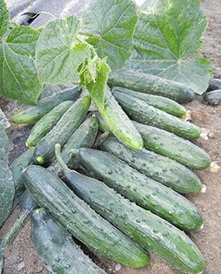 Qualtivate XXX-1A Indoor Cucumber Zozula Self-Pollinating Seed(300 per packet)