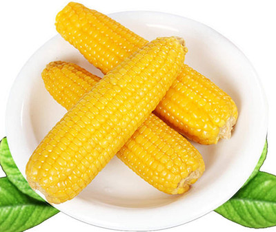 CYBEXIS Fast Germination Yellow Corn Seeds-250 Seeds Seed(250 per packet)