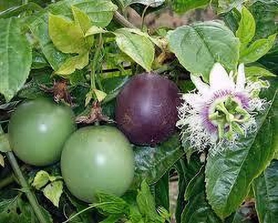 VENUS ONLINE Purple Hybrid Rare Passion Fruit Live Seedling Plant Seed(1 per packet)