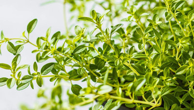 Qualtivate HUA-7A German or Winter Thyme Seed(50 per packet)