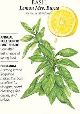 WILLVINE TLX-16 Mrs. Burns Lemon Basil Seeds Seed(1000 per packet)