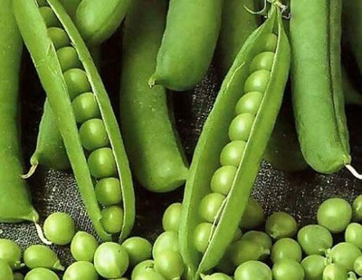 CYBEXIS Seeds of Kelvedon Wonder Pea1600 Seeds Seed(1600 per packet)