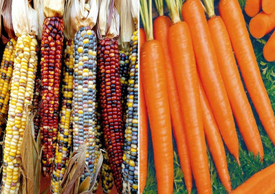 WILLVINE Colourful Rainbow Corn and Carrot Shin Kuroda Seeds-[250 Seeds] Seed(250 per packet)