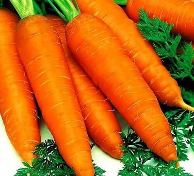 KNESSiN Carrot Early Nantes Seed(2500 per packet)