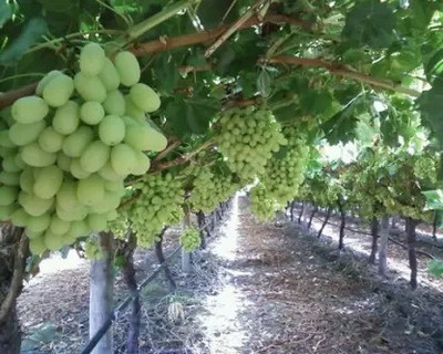 MAA Grapes, Green Grapes Seed(67 per packet)