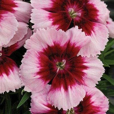 Aywal Sweet William Seed(20 per packet)