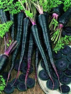 VibeX ® VXI-448 Carrot Black Nebula Seeds Seed(500 per packet)