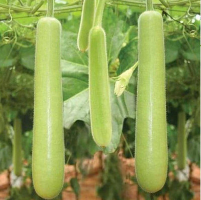 Avysa Bottle Gourd Seeds | Lauki Dudhi Seed(40 per packet)