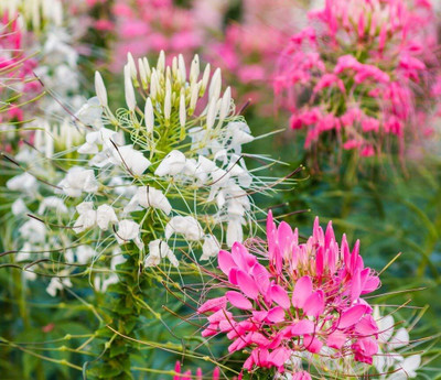 Aywal MIX CLEOME SPIDER Seed(40 per packet)