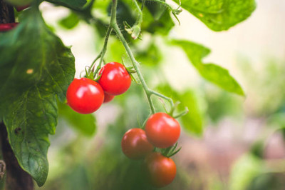 GOAGRO tomato Seed(125 per packet)