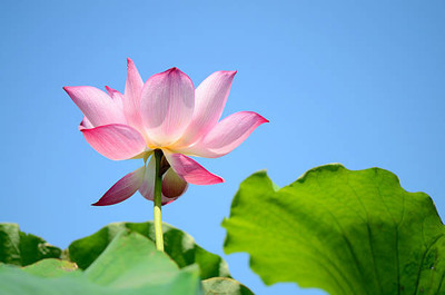 ErTh lotus,kamal gatta Seed(10 per packet)