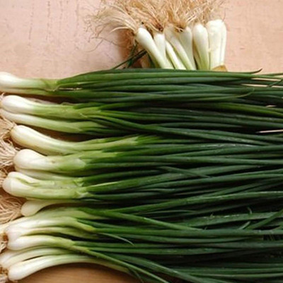 KNESSiN Shallot Green Onion Seed(1250 per packet)