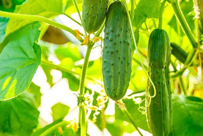 LPR CUCUMBER ,KHIRA Seed(20 per packet)