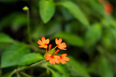 NEERAJ kanakambaram-firecracker-crossandra Seed(22 per packet)