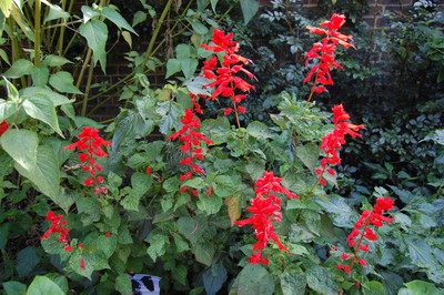 VINSEE Salvia splendens Flower Seed(100 per packet)