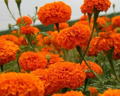 Avysa African Non-GMO | Garden Marigold Seeds Orange Seed(1000 per packet)