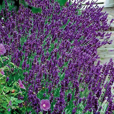 CYBEXIS LXI-22 - Hidcote Blue Lavender - (250 Seeds) Seed(250 per packet)