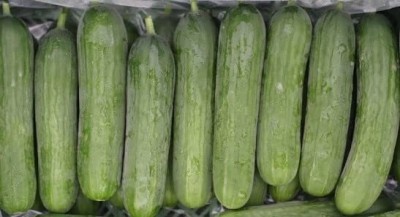 Aywal High Germination Seeds Burpless Hothouse Cucumber Seed(400 per packet)