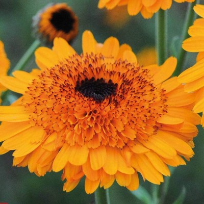 DROXTY ® PUAS-146-Calendula ‘Crown Orange’ (English Marigold)-15 x Seeds Seed(15 per packet)